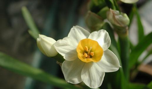 水仙花的花语和寓意（探寻水仙花的美丽意义）