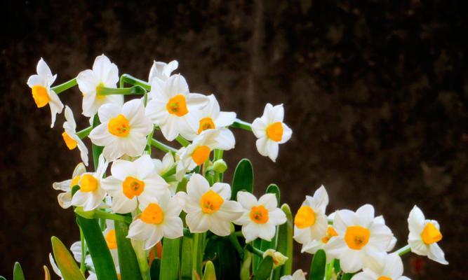 水仙花的花语与象征意义（探究水仙花的深刻内涵和文化象征）