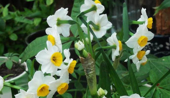 水仙花的花语与意义（探索水仙花背后的含义和象征）