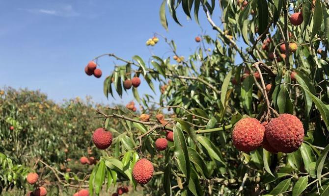 湖南荔枝种植可行性探讨（荔枝种植现状）