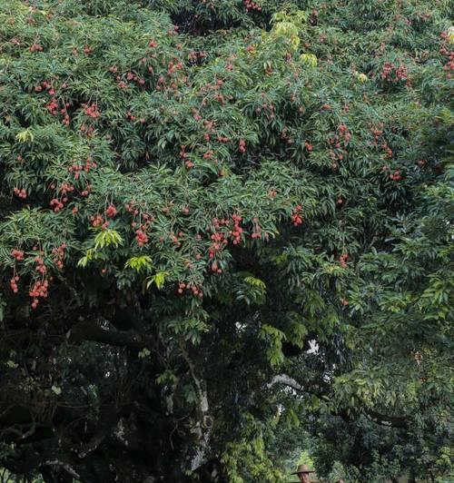 湖南能种荔枝树吗（荔枝树在湖南的适应性、种植注意事项与收成情况）