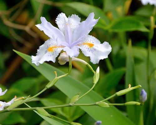 蝴蝶花的花期及生长特点（探讨蝴蝶花的花期）