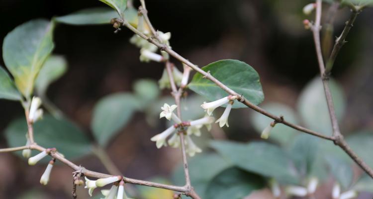 探秘老虎刺的神奇功效（老虎刺——一种草药的“神奇”妙用）