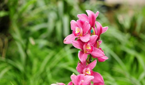 大花蕙兰的花语——美丽、纯洁与祝福（探寻大花蕙兰的意义与象征）