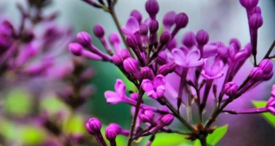 丁香花的花语与寓意（揭开丁香花的神秘面纱）