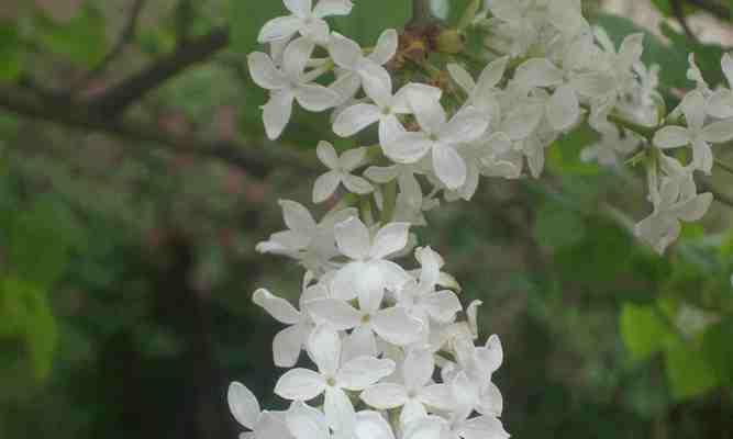 丁香花的花语及其寓意（探索丁香花的神秘语言与意义）