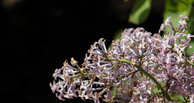 丁香花（传递爱意和美好的丁香花语与寓意）