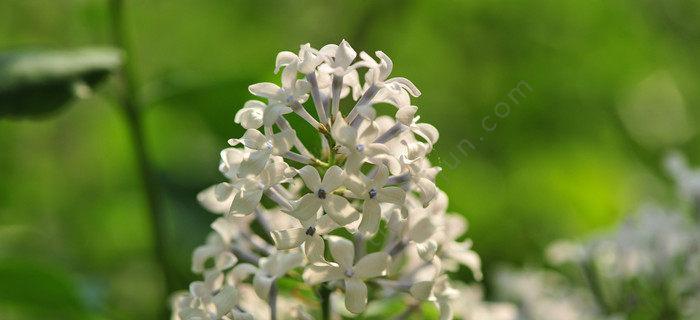 丁香花的代表意思与象征（探寻丁香花的意义）