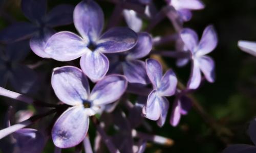 丁香花的寓意与象征意义（揭开丁香花的世界）