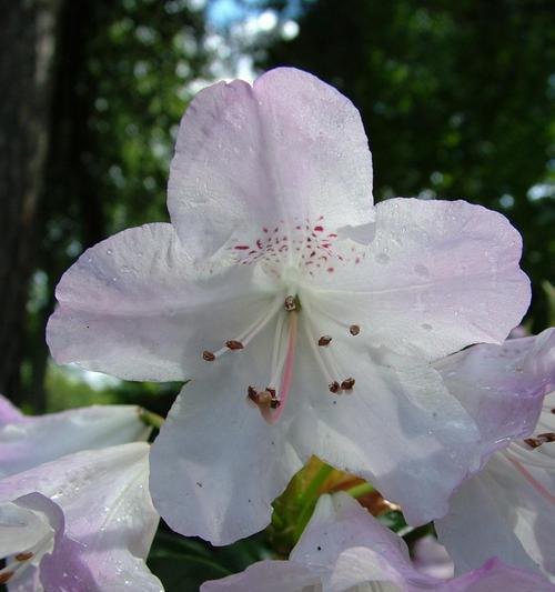 杜鹃花的象征意义（花开在春天）