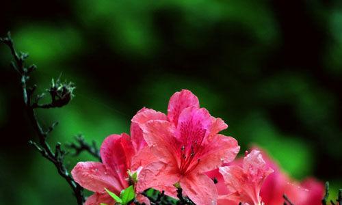 杜鹃花的花语和寓意（探寻杜鹃花背后的深意）