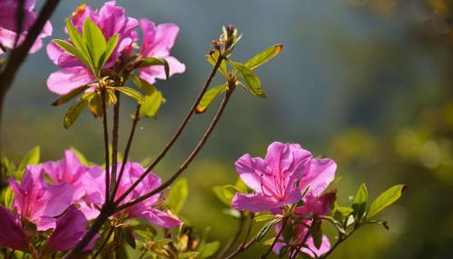 杜鹃花的花语和寓意（探寻杜鹃花的深层含义）