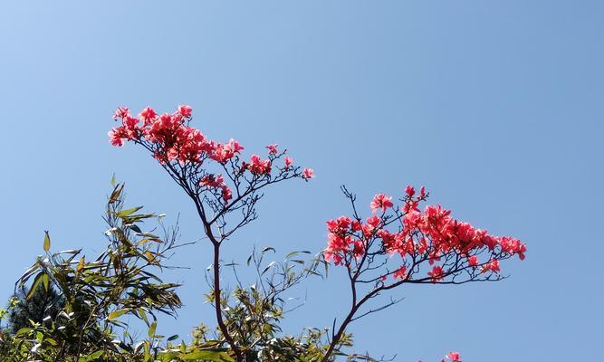 杜鹃花的花语与寓意（唤醒春天的信使——杜鹃花的含义及象征）