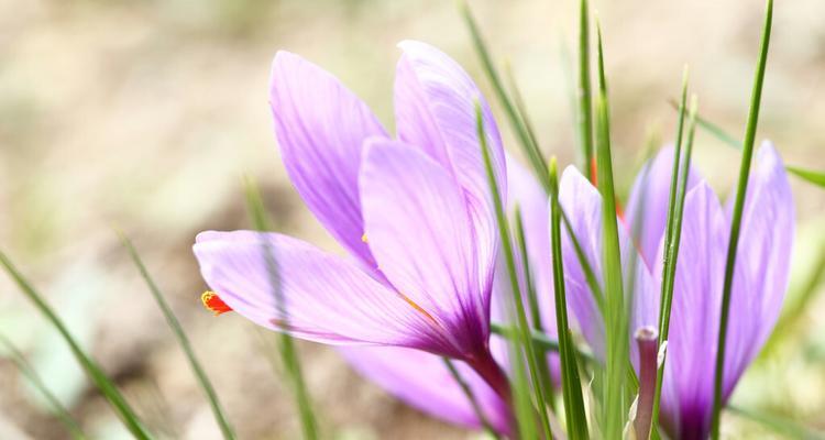 番红花的花语（解读番红花的花语）