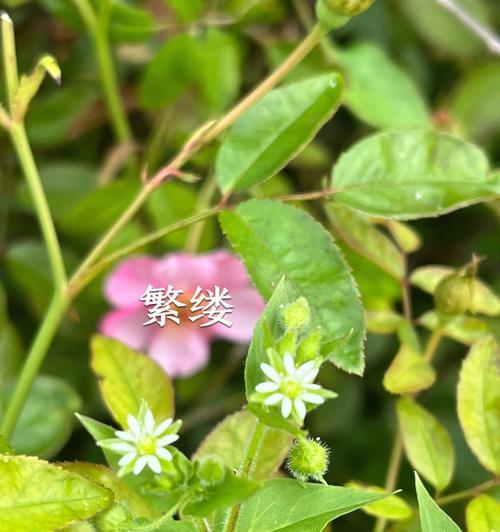 繁缕花（揭示繁缕花生日花语的含义）