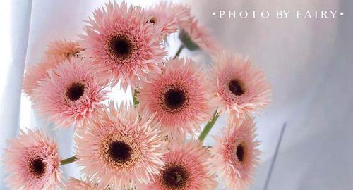 非洲菊花语（用花语表达心声）