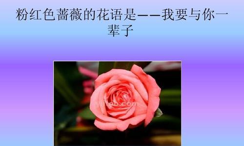 桔梗花语——粉色温暖的象征（美丽的桔梗花揭示着温柔与关怀）