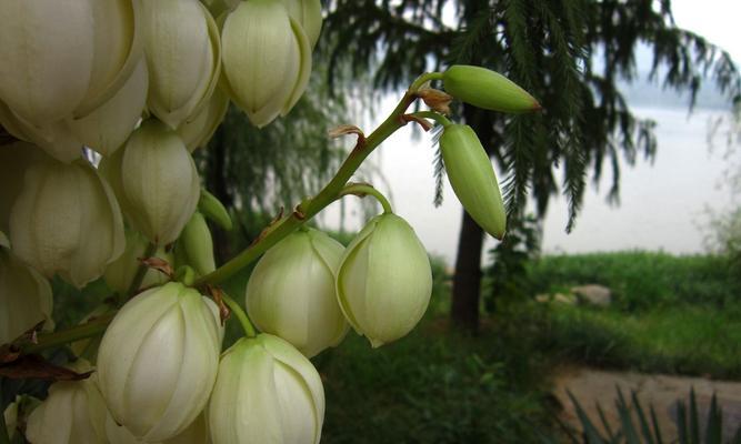 凤尾兰的花语及其象征意义（用花语揭示凤尾兰的美与神秘）