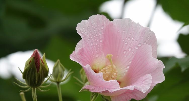 芙蓉花的花语与寓意（探寻芙蓉花的神秘魅力）