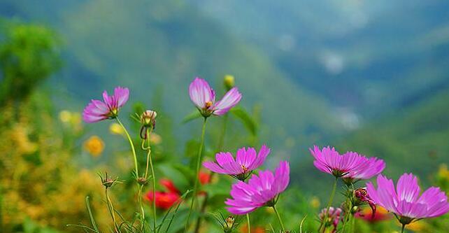 芙蓉树花语（美丽的芙蓉树花朵）