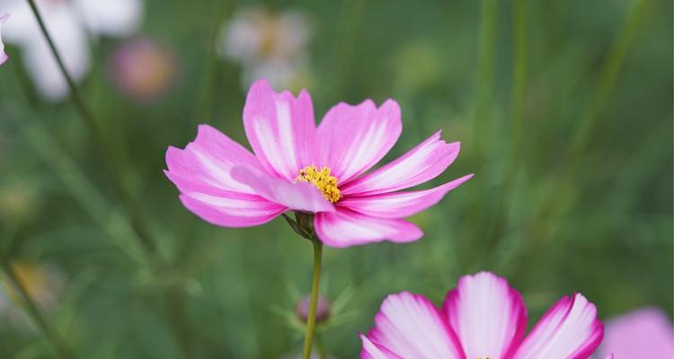 格桑花花语的寓意与象征（探索格桑花的神秘内涵与美丽寓意）