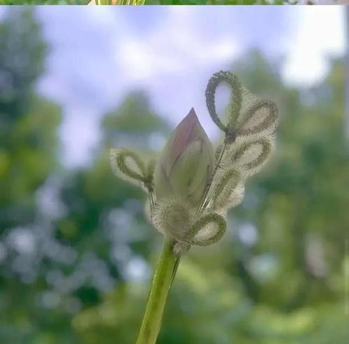 狗尾巴草的寓意与启示（一种小草）