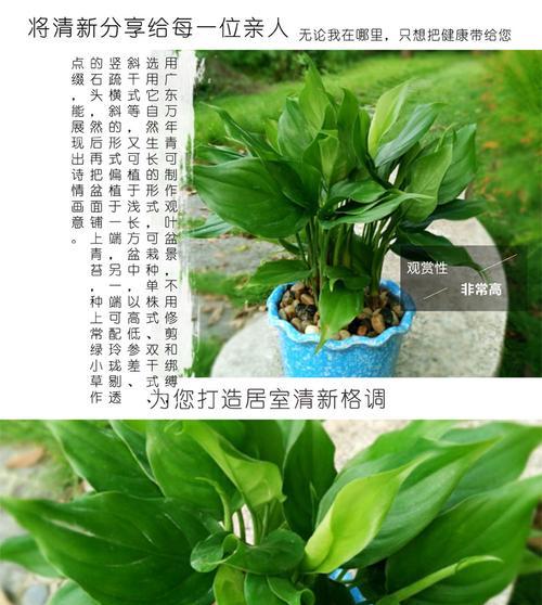 广东万年青开花的寓意（探索广东万年青的花开之谜）