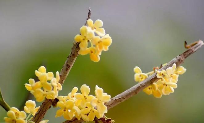 桂花的花语与寓意（桂花的五种花语及其象征的含义）