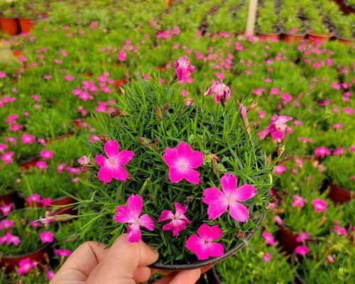 以海石竹的花语为主题的文章（探寻海石竹的花语）