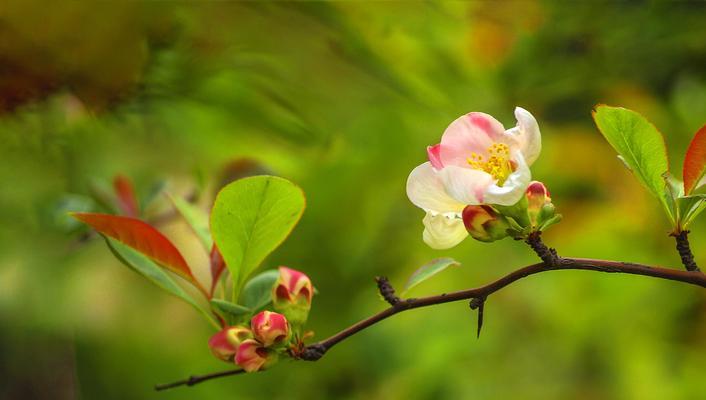 海棠花的花语与寓意（一朵红艳如火的花朵）