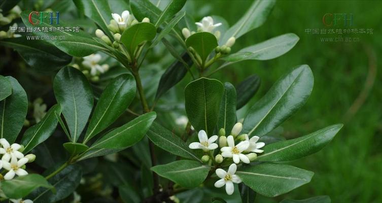 以海桐花的花语为主题的文章（海桐花）