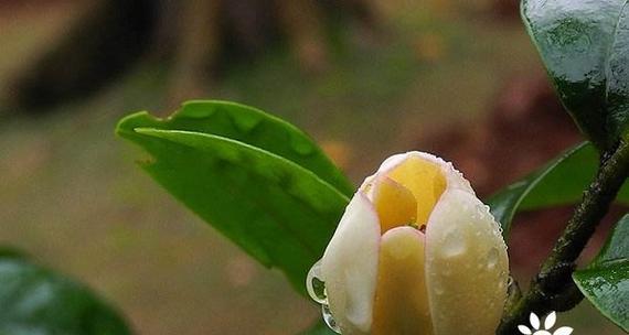 以含笑花的象征意义——愉悦与希望（探寻含笑花背后的心灵寄托）