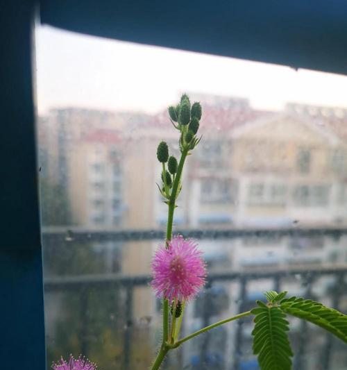 含羞草花语的奥秘（揭开含羞草的花语密码）