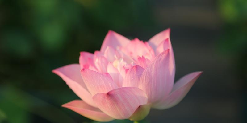 荷花——生命的美丽与坚韧（寓意深远的荷花及其与人生的共鸣）