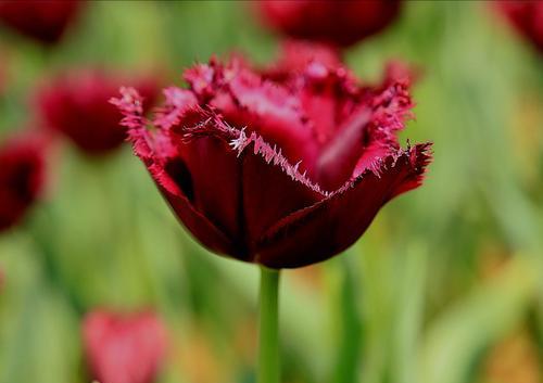 黑郁金香花语（透视黑郁金香的15个神秘寓意）