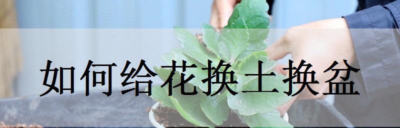 玫瑰换土全攻略（时间）