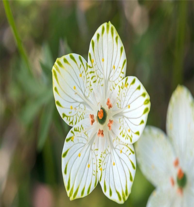 室内养梅花草需注意的毒性问题（了解梅花草的毒性）