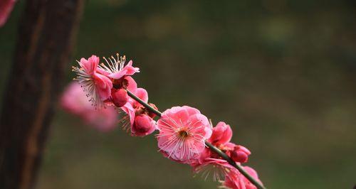 梅花春天开花的奇妙之旅（探寻梅花开花的秘密）