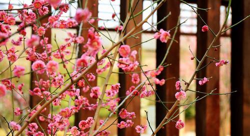 梅花，生肖的化身（探秘梅花在中国文化中的代表意义）