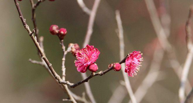 探寻梅花之根（梅花根的形态及其重要性）