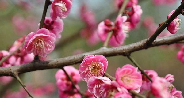 梅花的花语与象征寓意（探寻梅花背后的深意）