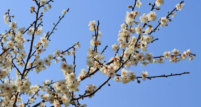 梅花的生长过程（探究梅花从种子到开花的全过程）