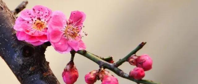 梅花的生长习性与生长环境条件（探究梅花的生存秘密与独特魅力）