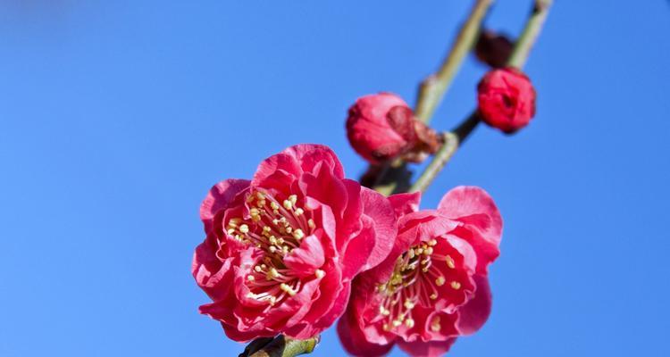 梅花的开花周期（梅花开花的奥秘）