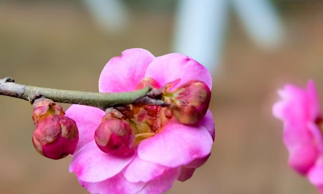 梅花的花期和开放时间（探秘梅花的生长周期和开放期限）