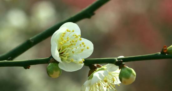 梅花花语的象征与寓意（探寻梅花背后的文化内涵）