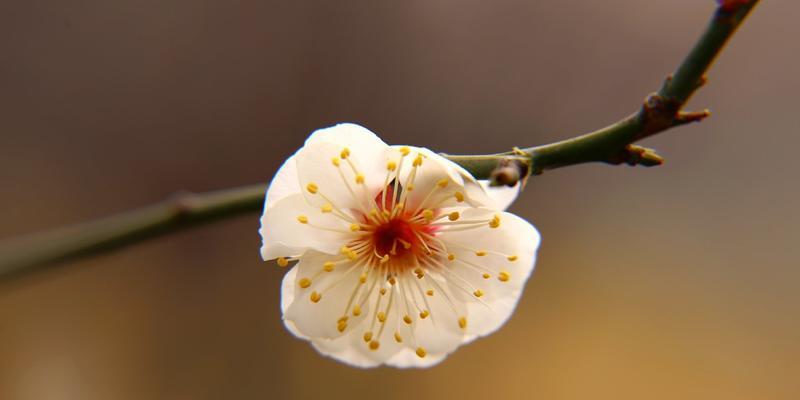 梅花开花时间揭秘（探秘梅花的开花周期和生长习性）