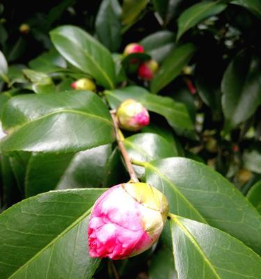 梅花开花时是否需要浇水（探究梅花开花期间的浇水技巧与注意事项）