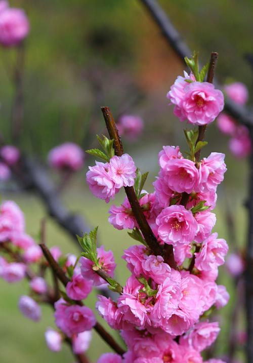 种梅花在家门口，美丽盎然的春日景色（种梅花不再是难题）