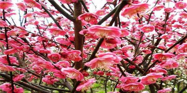 在家种梅花，享受春日浪漫（梅花在家种植指南）